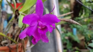 İki canlı mor Cattleya orkide çiçeğinin sersemletici yakın çekimi. Zengin renkleri ve karmaşık taç yaprakları büyüleyici bir doğal güzellik gösterisi yaratır.