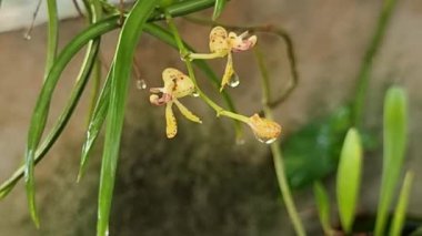Işıldayan yağmur damlalarıyla süslenmiş küçük, benekli sarı orkide çiçekleri. Zarif, uzun yeşil yaprakların arasından çıkan zarif çiçekler doğal güzelliğin bir anını yakalar.
