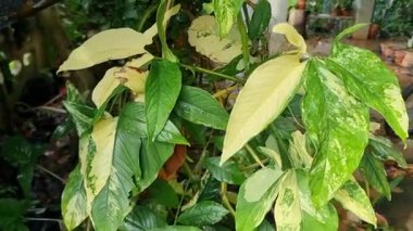 Çarpıcı çeşitlilikte Sengonyum Podophyllum Aurea fabrikasına yakın çekim. Bereketli yaprakları, tropikal bir ortamda gelişen parlak sarı ve koyu yeşil bir doğal karışımı sergiliyor.