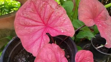 Kalp şeklinde pembe Caladium yaprakları yağmur damlalarıyla parıldıyor, yemyeşil yapraklarla çevrili, yemyeşil bir bahçede sergileniyor.