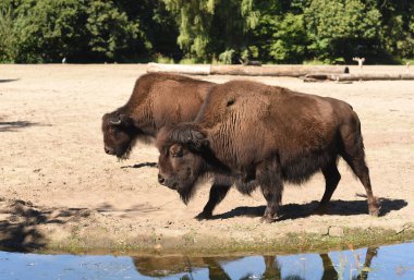 Hayvanat bahçesindeki vahşi bufalolar 