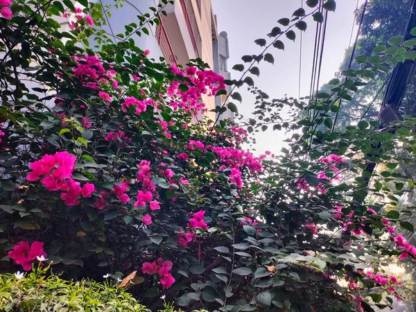 Бугенвільська Глабра Також Відома Паперова Квітка Індії Він Також Називається — стокове фото