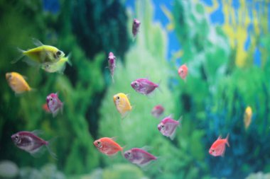 Akvaryumdaki renkli Glotric Fish Tetra (floresan glofish).