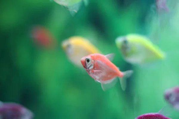 Színes Electric Glofish Tetra Fluoreszkáló Gömb Akváriumban — Stock Fotó