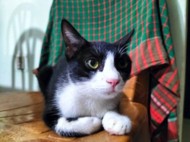 Sevimli Beyaz ve Siyah Kedi Bir Sandalyede Oturuyor: Samimi Bir An Yakalandı