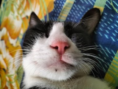 Siyah ve Beyaz Kedi Canlı Mavi Yatakta Huzur İçinde Uyuyor