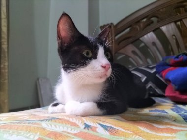 Surprised Black and White Cat Sitting on a Bed: A Captivating Moment. clipart