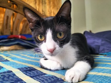 Surprised Black and White Cat Sitting on a Bed: A Captivating Moment. clipart