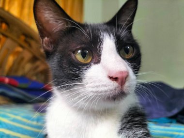 Bir Yatakta Oturan Süpriz Siyah ve Beyaz Kedi Büyüleyici Bir An.