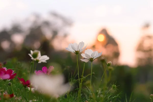 White Cosmos Flower Garden Sunset Time — Stock Photo, Image
