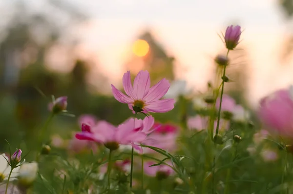Roze Kosmos Bloem Tuin Met Zonsondergang — Stockfoto