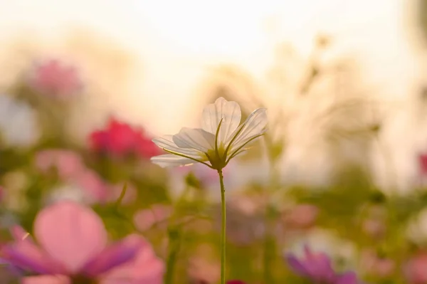Flor Blanca Del Cosmos Jardín Con Hora Puesta Del Sol —  Fotos de Stock