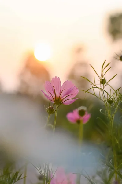 夕暮れ時の庭のピンクのコスモスの花 — ストック写真