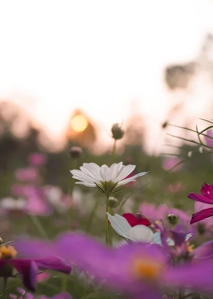 Flor Blanca Del Cosmos Jardín Con Hora Puesta Del Sol —  Fotos de Stock