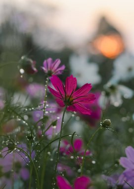 Pink cosmos flower in the garden with sunset time