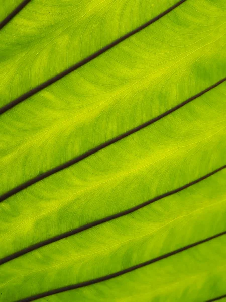 Texture Foglia Verde Sfondo Naturale — Foto Stock