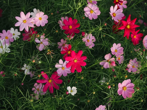 Flor Cosmos Colorido Jardim Para Fundo — Fotografia de Stock