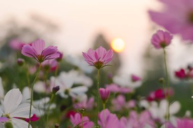 Bahçedeki pembe kozmos çiçeği gün batımında