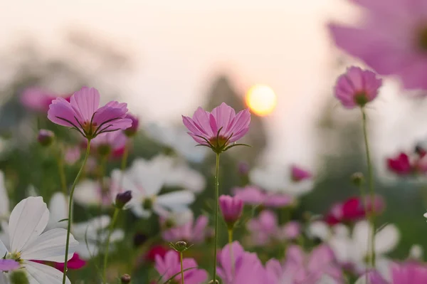 Flor Rosa Del Cosmos Jardín Con Hora Puesta Del Sol —  Fotos de Stock
