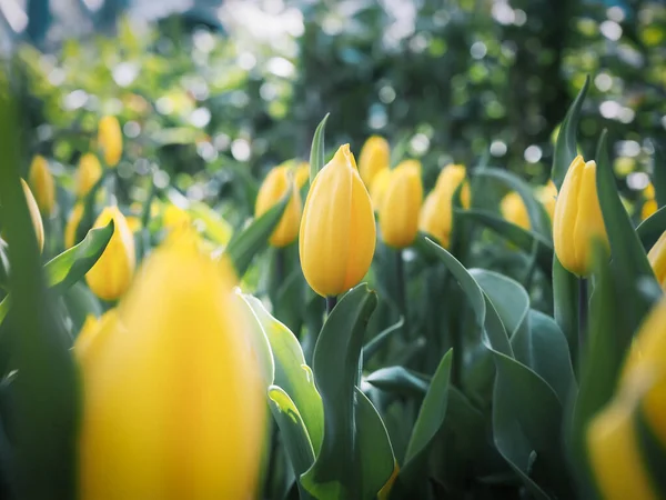 Tulipa Amarela Jardim — Fotografia de Stock