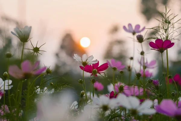 Colorful Cosmos Flower Garden Background — Stock Photo, Image