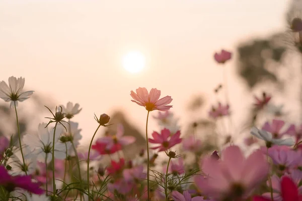 Roze Kosmos Bloem Tuin Met Zonsondergang — Stockfoto