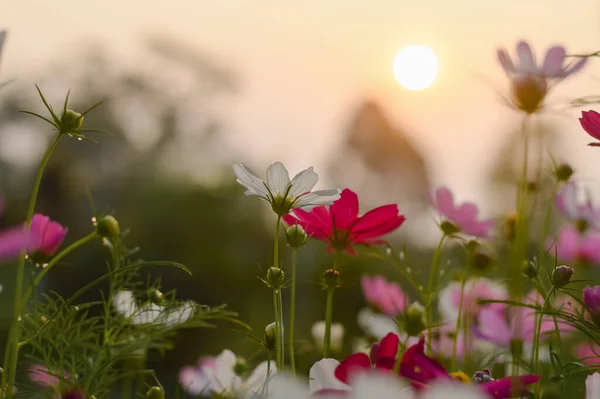 White cosmos flower in the garden with sunset time