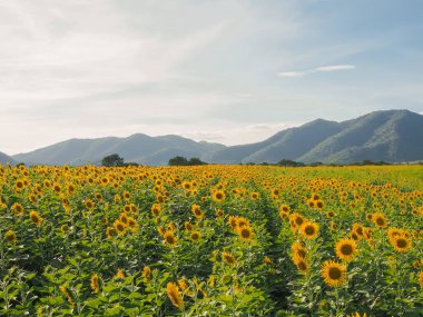 Dağ arkaplanıyla doldurulmuş ayçiçeğinin görüntüsü
