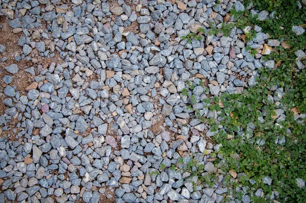 Daun Hijau Dan Tekstur Batuan Hitam Untuk Latar Belakang Alami — Stok Foto