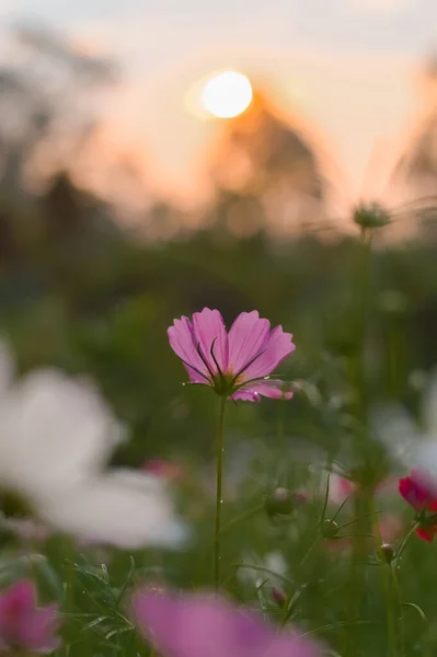Pink Cosmos Flower Garden Sunset Time — Foto de Stock