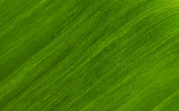 Green Leaf Texture Natural Background — Zdjęcie stockowe