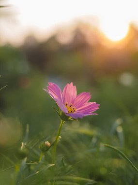 Pink cosmos flower in the garden with sunset time