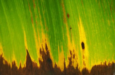 Green leaf texture for natural background