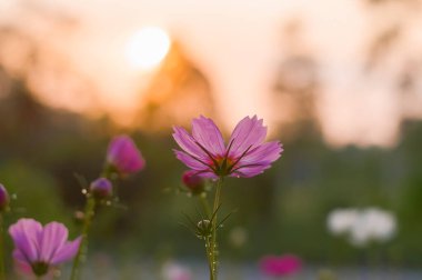 Pink cosmos flower in the garden with sunset time