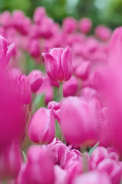 Pink Tulip Garden — Stock Photo, Image