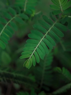 Doğal arka plan için bahçedeki yeşil yaprağı kapat. Dünya çevre günü kavramı.