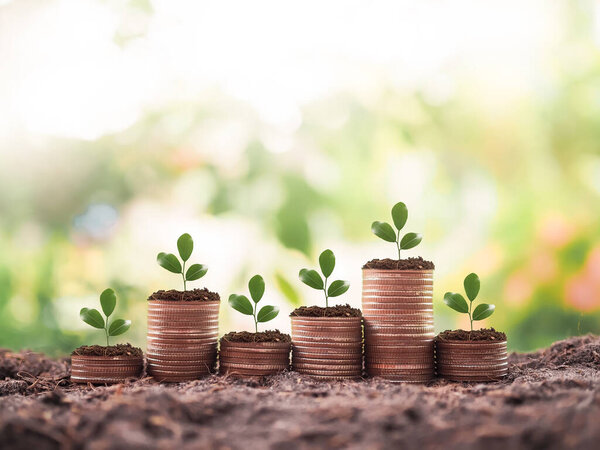Plants growing up on stack of coins. The concept of saving money, Financial, Investment and Business growing.