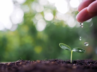 Bahçedeki genç bir bitkiyi sulayan bir kadının elini kapat.