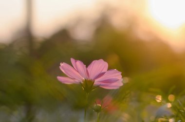 Pink cosmos flower in the garden with sunset time