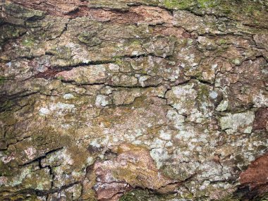 Ağaç kabuğu dokusu, ağaç gövdesi, pürüzlü ağaç kabuğu, ahşap ahşap kaplama dokusu.