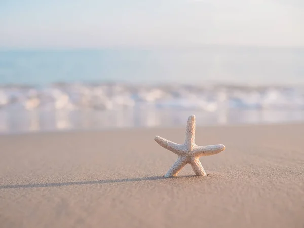 Sahilde deniz yıldızı var.