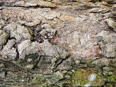 Ağaç kabuğu dokusu, ağaç gövdesi, pürüzlü ağaç kabuğu, ahşap ahşap kaplama dokusu.