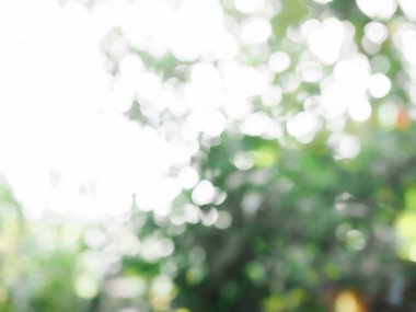 Doğal arkaplan için parlak ışığı olan soyut yeşil renk