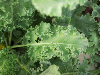 Yeşil organik bir lahanaya yakın çekim. Kıvırcık Kale 'i bırakır. Yeşil salata yaprakları.