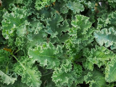 Yeşil organik bir lahanaya yakın çekim. Kıvırcık Kale 'i bırakır. Yeşil salata yaprakları.