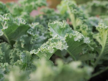 Yeşil organik bir lahanaya yakın çekim. Kıvırcık Kale 'i bırakır. Yeşil salata yaprakları.