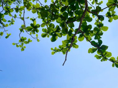 Doğa arka planı için yeşil yapraklar ve güneş ışığı