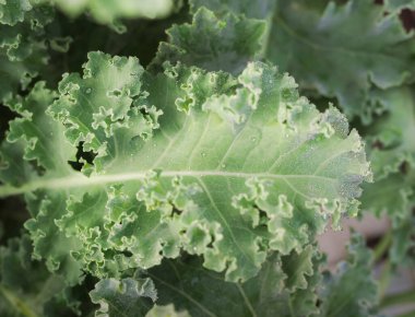 Yeşil organik bir lahanaya yakın çekim. Kıvırcık Kale 'i bırakır. Yeşil salata yaprakları.