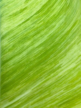 Green leaf texture for natural background