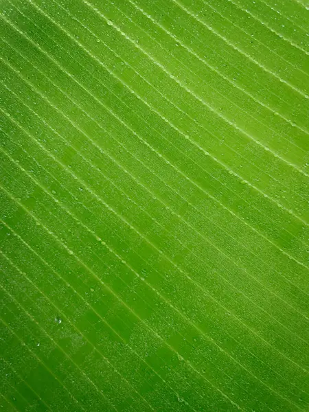 Yağmurlu günlerde doğal arka plan için su damlaları olan yakın çekim yeşil yaprak